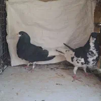 ماده چپ سیاه ماده خوشرنگ سیاه گلدار