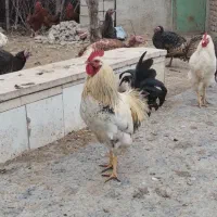 بوقلمون و مرغ خروس طبیعی|حیوانات مزرعه|اردبیل, |دیوار