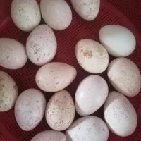 تخم نطفه دار بوقلمون