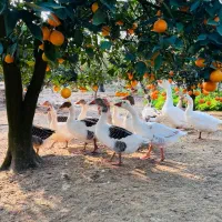 تخم غاز نطفه دار