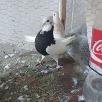 گفتر رنگی|پرنده|ساری, |دیوار