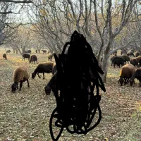 گوسفند موجود است بره ریز هم موجود است نروماده