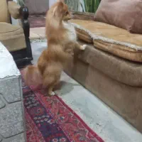 سگ پامر روباهی