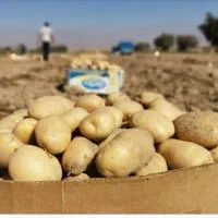 سیب زمینی ارگانیک بدون کود