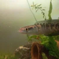 ماهی چانا سر ماری