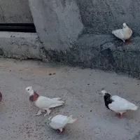 فروش ۸ عدد کبوتر طوق دار سالم زیبا