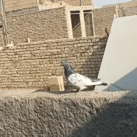 کفتر پاکستانی|پرنده|یزد, |دیوار