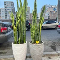 سانسوریا سبز و ابلغ گل آپارتمانی|گل و گیاه طبیعی|کرج, گلشهر|دیوار