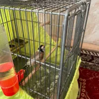 دو عدد سهره جوجه قفس