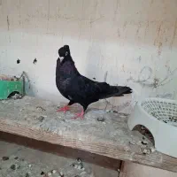 صرب زرد|پرنده|ایذه, |دیوار