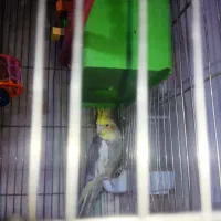 طوطی هلندی