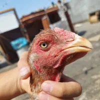 مرغ لاری طوسی