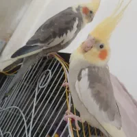 یه جفت عروس هلندی با چهارتا جوجه دستی کاکاتیل