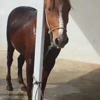 اسب سواری باری  جنگی به گله دار به شرط سال ۸|اسب و تجهیزات اسب‌سواری|آستانه اشرفیه, |دیوار