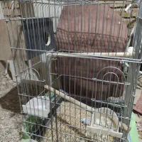 قفس عروس هلندی