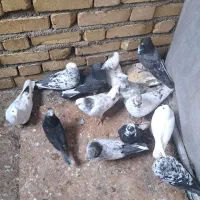 کبوتر رنگی و پرشی