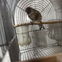 سهره سر سیاه1700