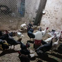 بوقلمون محلی،جوجه خروس،باری