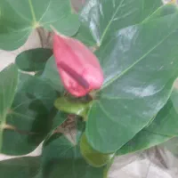 گل انتریوم قیمت توافقی