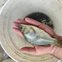 پروررش بچه ماهی گرم آبی کپور آمور|ماهی|کاشان, فاز ۲ ناجی آباد|دیوار