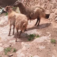 دوتا میش یکی مایه دار یکی آبستن فروشی،بره بز