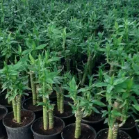 لوتوس آبی لوتوس خاکی|گل و گیاه طبیعی|شریفآباد, |دیوار