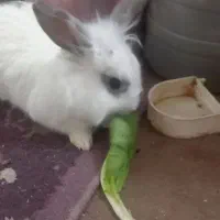 خرگوش لوپ|موش و خرگوش|چناران, |دیوار