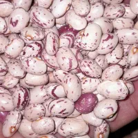 لوبیا زودرس