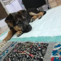 سگ ژرمن ژپر ورک لاین