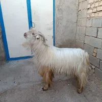 پازن نر بذری