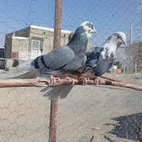 یکجفتگلیپرشی|پرنده|کمیجان, |دیوار