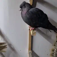 ۲۰عدد کفتر خوب زرنگ