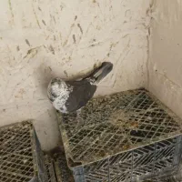 کبوتر پرشی ۱۱۰عدد