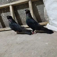 کبوتر صربستانی|پرنده|میاندوآب, |دیوار