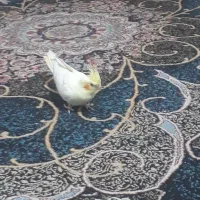 معاوضه طوطی برزیلی|پرنده|پیشوا, |دیوار