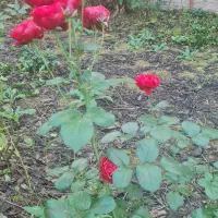 گل‌ و گیاهان زیبای طبیعی