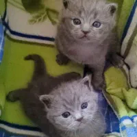 گربه اسکاتیش