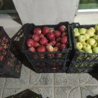 سیب درختی درجه 1و آب گیری