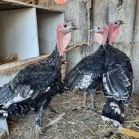 10عددبوقلمون