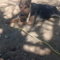 ژرمن ماده باهوش