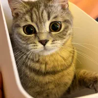 گربه بریتیش جهت جفتگیری