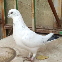 کبوتر گمشده