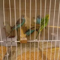 قفس پرنده مرغ عشق عروس و..|لوازم جانبی حیوانات|مشهد, کوشش|دیوار