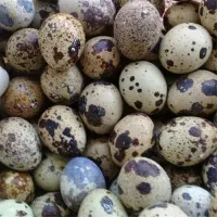 تخم نطفه دار و خوراکی بلدرچین باسایز و کیفیت بالا|خوردنی و آشامیدنی|کاشان, بازار کاشان|دیوار