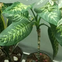 گل سانسوریاو|گل و گیاه طبیعی|چهارباغ, |دیوار