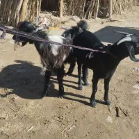 فروش فوری قیمت مناسب|حیوانات مزرعه|ریگ ملک, |دیوار