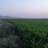 فروش زمینهای کشاورزی و گلخانه و مرتبط در ایوانکی|فروش دفتر صنعتی، کشاورزی، تجاری|شریف‌آباد, |دیوار