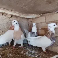 کبوتر طوقی هفت رنگ|پرنده|حمیدیه, |دیوار