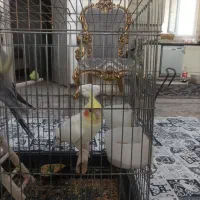عروس هلندی آماده جفت گیری پرنده جوان