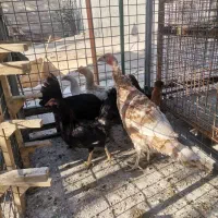 تعدادی مرغ و یک بقلمون|حیوانات مزرعه|شیراز, شهرک گلستان شمالی|دیوار